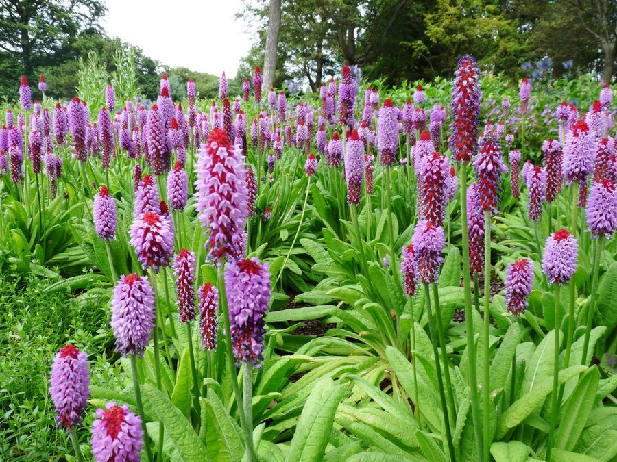 Primula vialii-Orchideenprimel