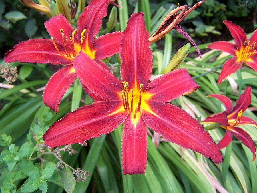 Hemerocallis Hybride-Taglilie