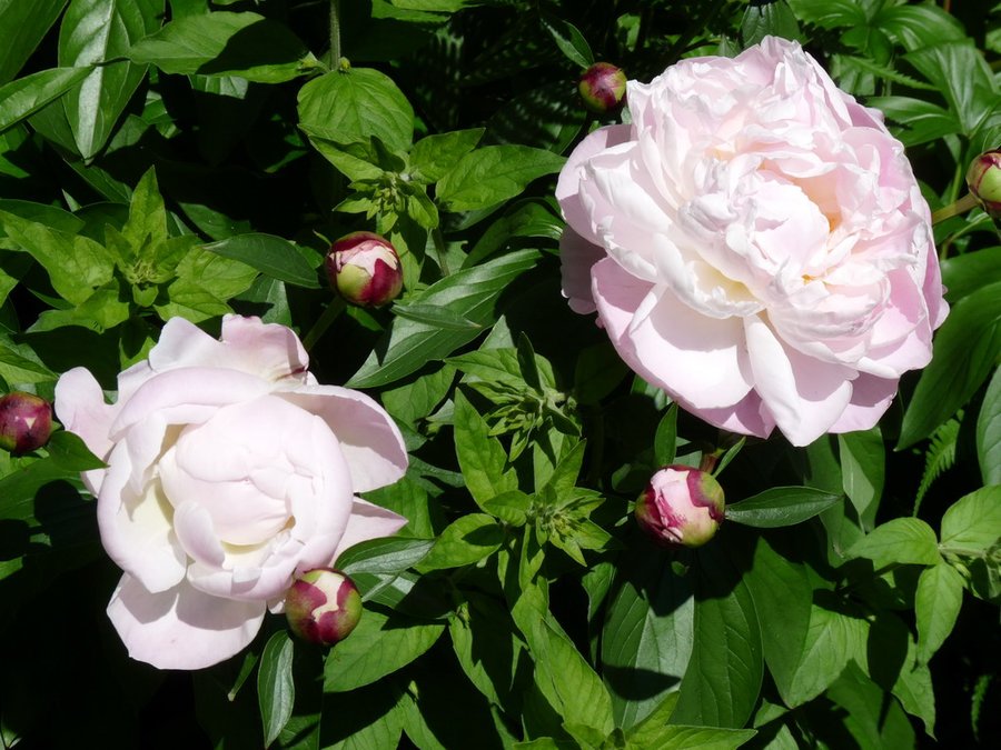Paeonia lactiflora-Pfingstrose