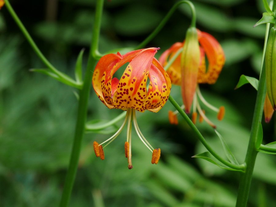 Lilium martagon-Türkenbundlilie
