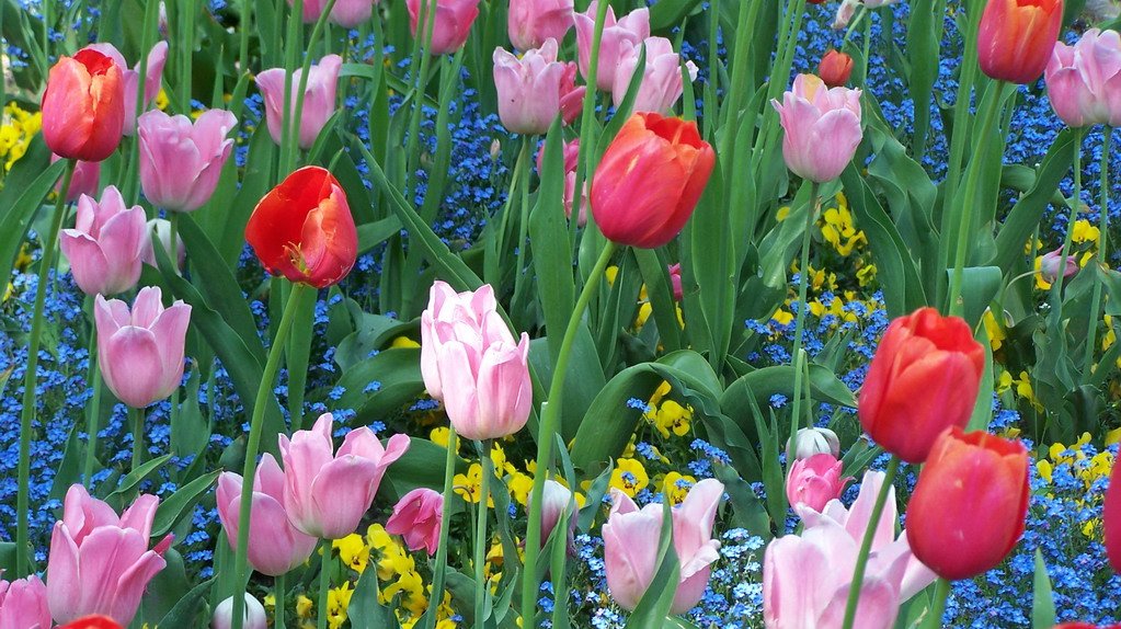 Frühlingsblüher Tulpen,Steuern sparen,Gartenarbeit,neue Terrasse