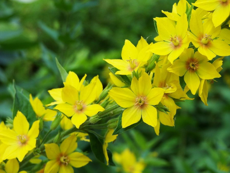 Lysimachia punctata-Goldfelberich