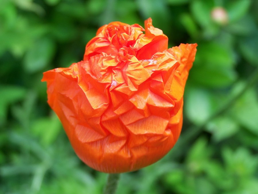 Papaver orientale-Türkischer Mohn